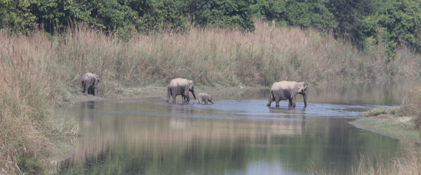 Elephant; Bardia National Park 