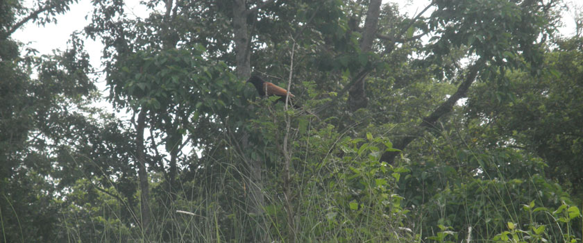 Bird Watching in Chitwan National Park