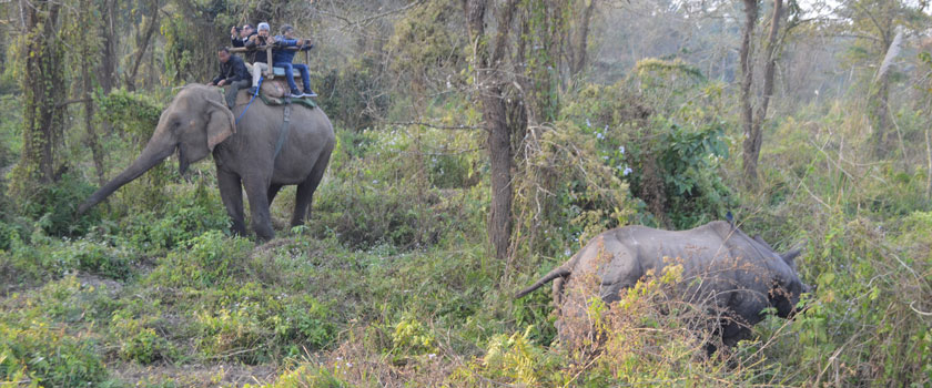 One horn Rhino-Chitwan National Park (World Heritage Site)