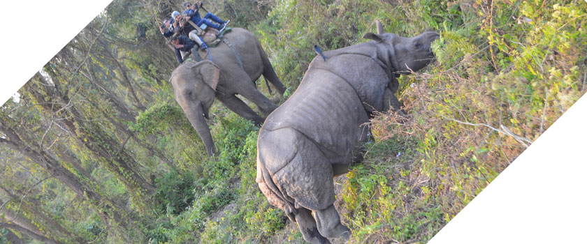 One horn Rhino-Chitwan National park ( World Heritage site)