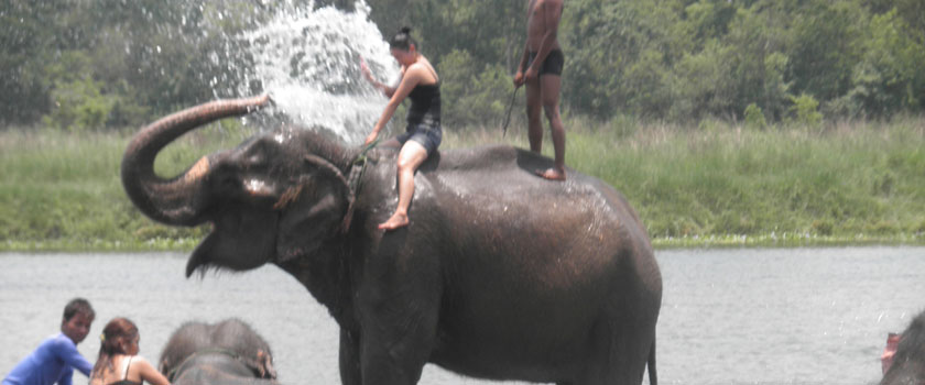 Elephant bathing-Chitwan National Park (World Heritage Site)