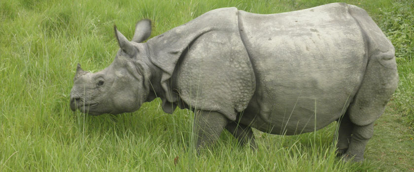 One-Horned Rhino-Chitwan National Park (World Heritage Site)