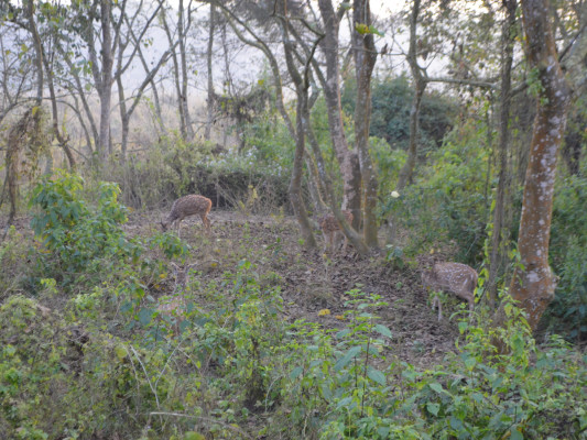 Nepal Travel Blog: Exploring Culture, Nature, and UNESCO Heritage Sites